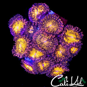 SPECKLED ZOA MINI COLONY