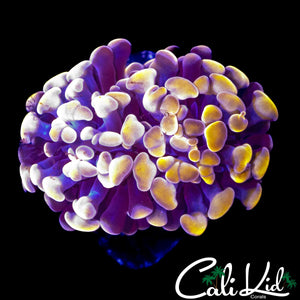 GOLDEN TIP BRANCHING HAMMER