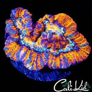 RAINBOW WILSONI FRAG