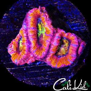 COTTON CANDY ACAN TRIPLE