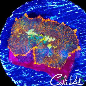RAINBOW RHODACTIS