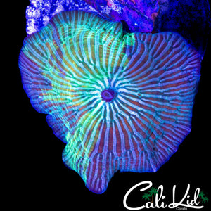 ONE OF A KIND PATTERN DISCO SHROOM
