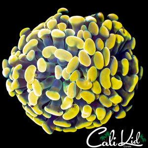 AQUACULTURED YELLOW TIP BRANCHING HAMMER