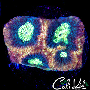 TRI COLOR FAVIA