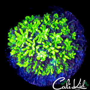 SPICY CABBAGE GALAXIA