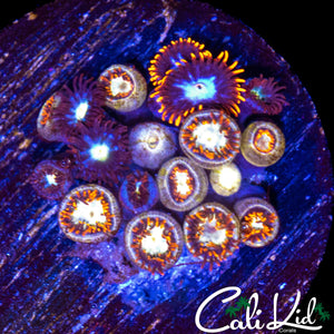 ASSORTED ZOA MINI COLONY