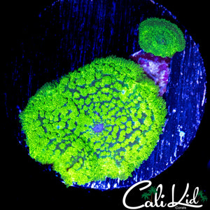 FUZZY MUSHROOM DOUBLE