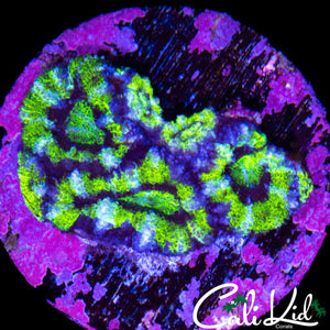 WHITE STRIPE ACAN CHUNK