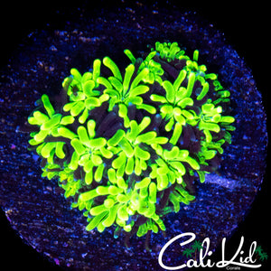 SPICY CABBAGE GALAXIA