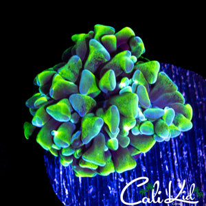 BI COLOR BRANCHING HAMMER
