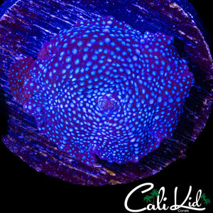 SPOTTED TWILIGHT SHROOM