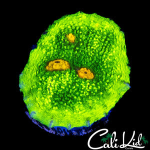 SPACE INVADER CHALICE