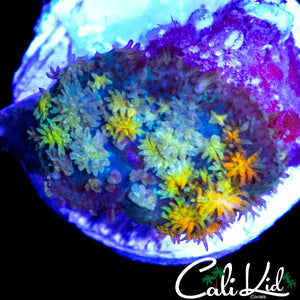 RARE RAINBOW PIN CUSHION MUSHROOM