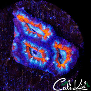 BLUE THUNDER ACAN TRIPLE