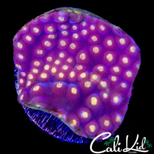 MYSTERY CORAL