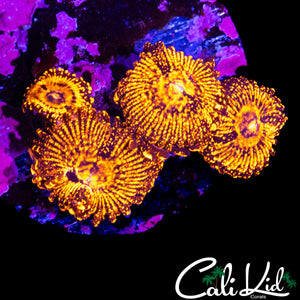 MULTI ZOA QUAD