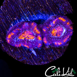 TWILIGHT EYE ACAN DOUBLE