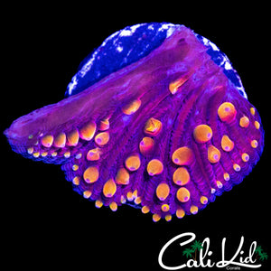 RAINBOW DIASERIS