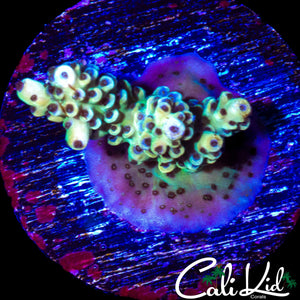 RAINBOW ACRO