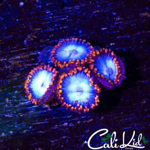 FIRE AND ICE ZOA QUAD