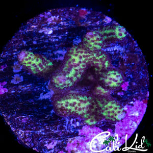 MYSTERY CORAL