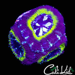 ASIAN ACAN TRIPLE
