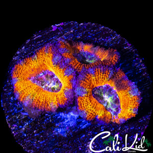 RAINBOW EYE ACAN TRIPLE
