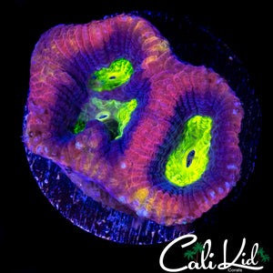DRAGON SOUL FAVIA FRAG
