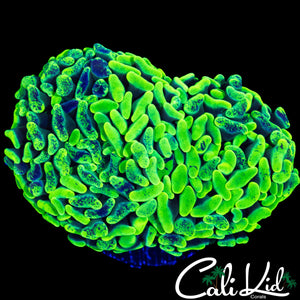 SPLATTER BRANCHING HAMMER