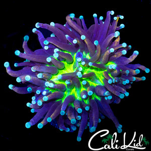 GREEN MOUTH BI COLOR TORCH