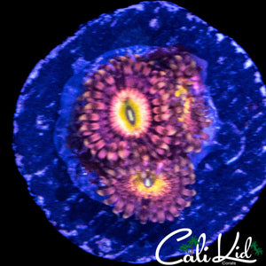 CHONG BONG ZOA TRIPLE