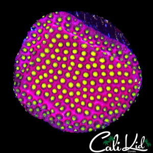PINK MONSTER CYPHASTREA