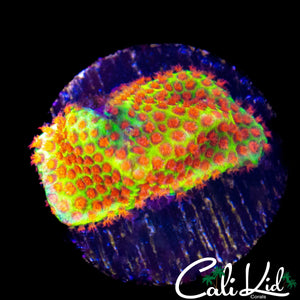 WE FORGOT THE NAME CORAL