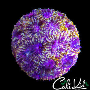 BEAUTIFUL FAVIA MINI COLONY