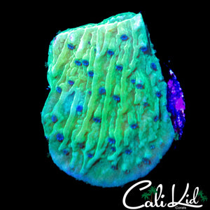 BLUE PETAL MONTI