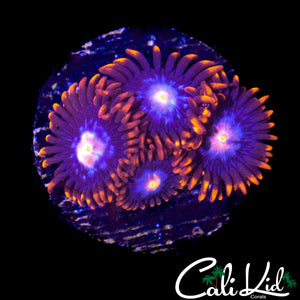 ULTRA ZOA QUAD