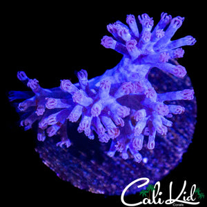 PULSATING XENIA