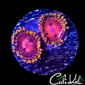 ULTRA ZOA DOUBLE