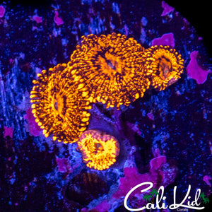 MAUL TYPE ZOA QUAD