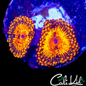 MAUL TYPE ZOA DOUBLE
