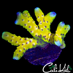 BLINDING ANACROPORA