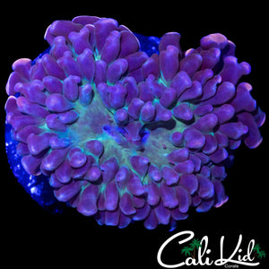 GREEN MOUTH BRANCHING HAMMER