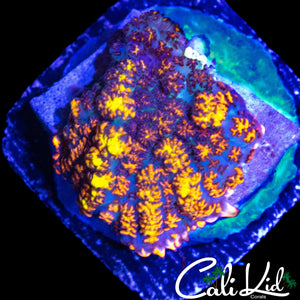 FLAMETHROWER BOUNCE MUSHROOM