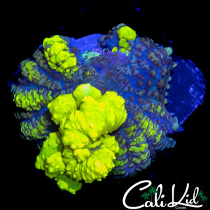 CK SUPER BUBBLE BOUNCE MUSHROOM