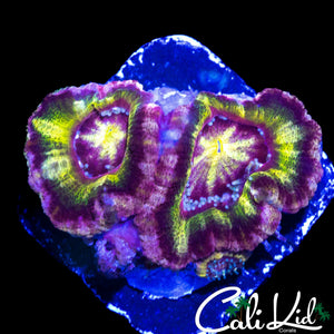 RARE ASIAN ACAN TRIPLE
