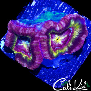 RARE ASIAN ACAN DOUBLE