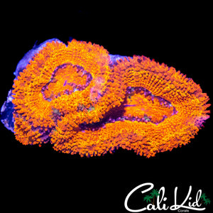ULTRA ACAN TRIPLE