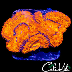 ULTRA ACAN TRIPLE