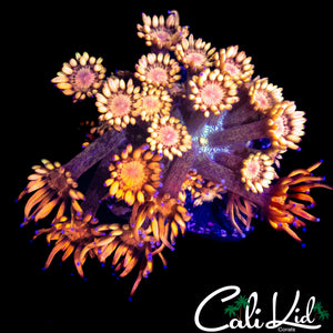 AQUACULTURED RAINBOW GONI