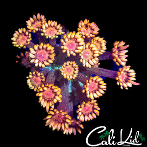 AQUACULTURED RAINBOW GONI